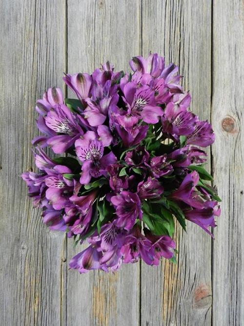 COTE DAZUR SUPER PURPLE  ALSTROEMERIA